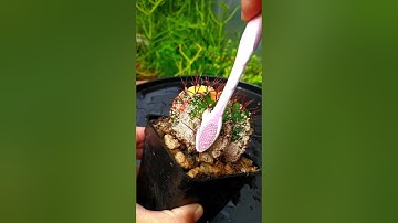 Cách Trị Rệp Trên Cây Xương Rồng #shorts #viral #xuongrong #cachtrirep