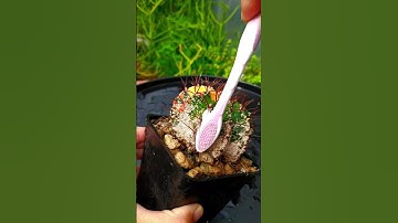 Cách Trị Rệp Trên Cây Xương Rồng #shorts #viral #xuongrong #cachtrirep