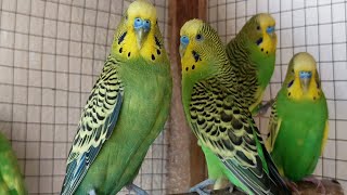 Happy summer budgies songs for your budgies to sing along. 3 Hr Parakeet songs