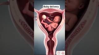 Baby Delivery Process Inside View