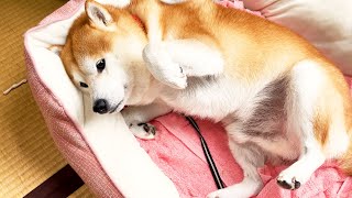 後ろにスペースがないのにお腹を見せようとがんばってくれる柴犬