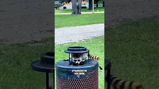 He Almost Got Bit For Content