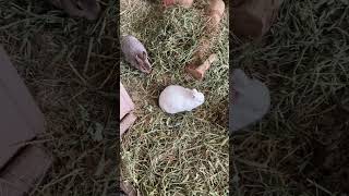 IMG 4379