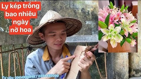 Hoa ly còn gọi là hoa gì