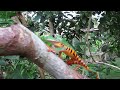 monkey frog walking, Peruvian Amazon