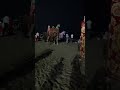 Rajasthan or puri camels ato beach viral shortskolkata animals cute