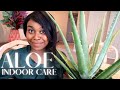 Aloe Vera Indoor Care | Succulents | Houseplants