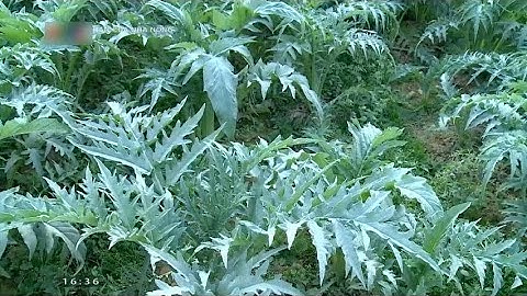 Nâng cao kinh tế nhờ mô hình trồng cây dược liệu trên đất đồi