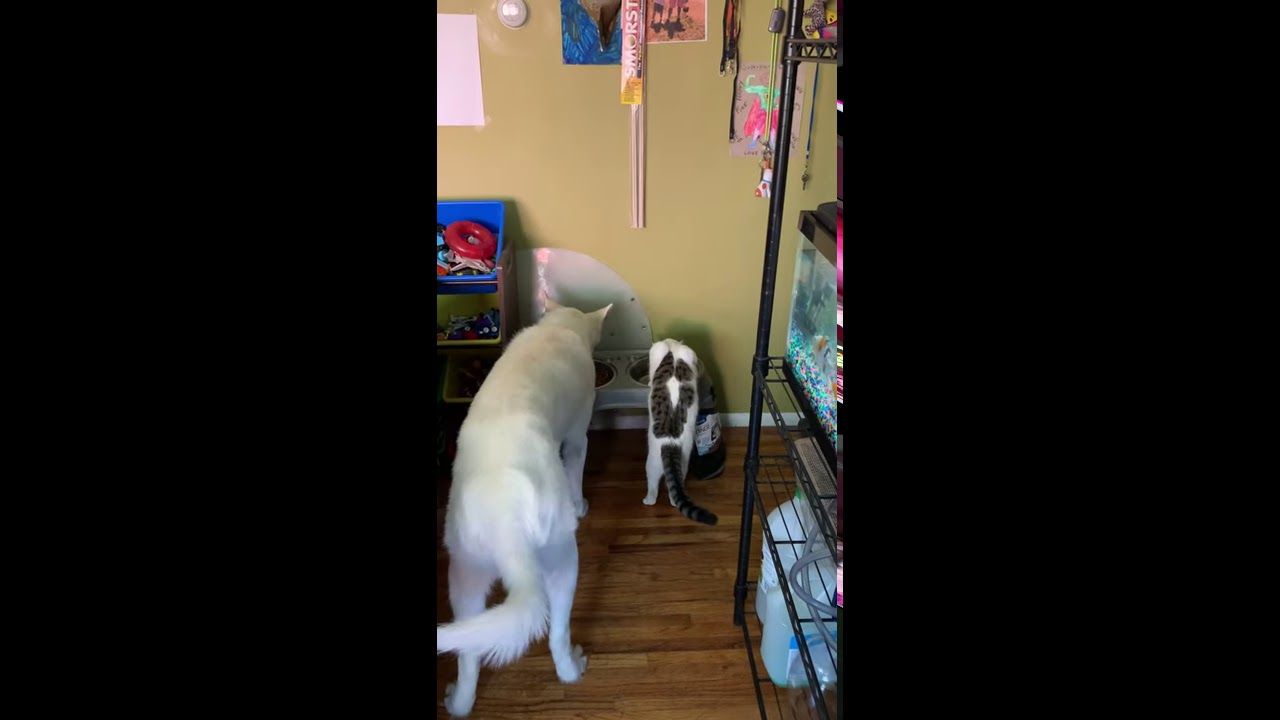 Cat and dog 