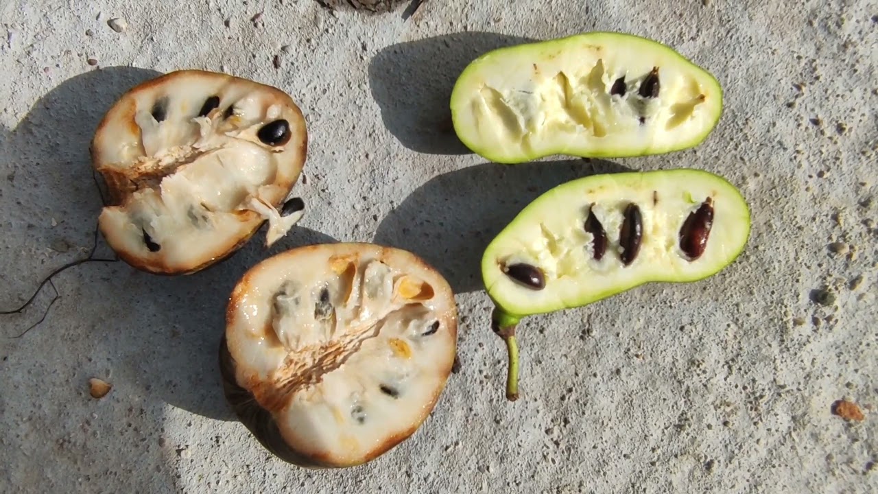 Азимина и черимойя - две привлекательные американки с большим садовым будущим