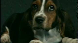 Pet Store Commercial  Game Show 2