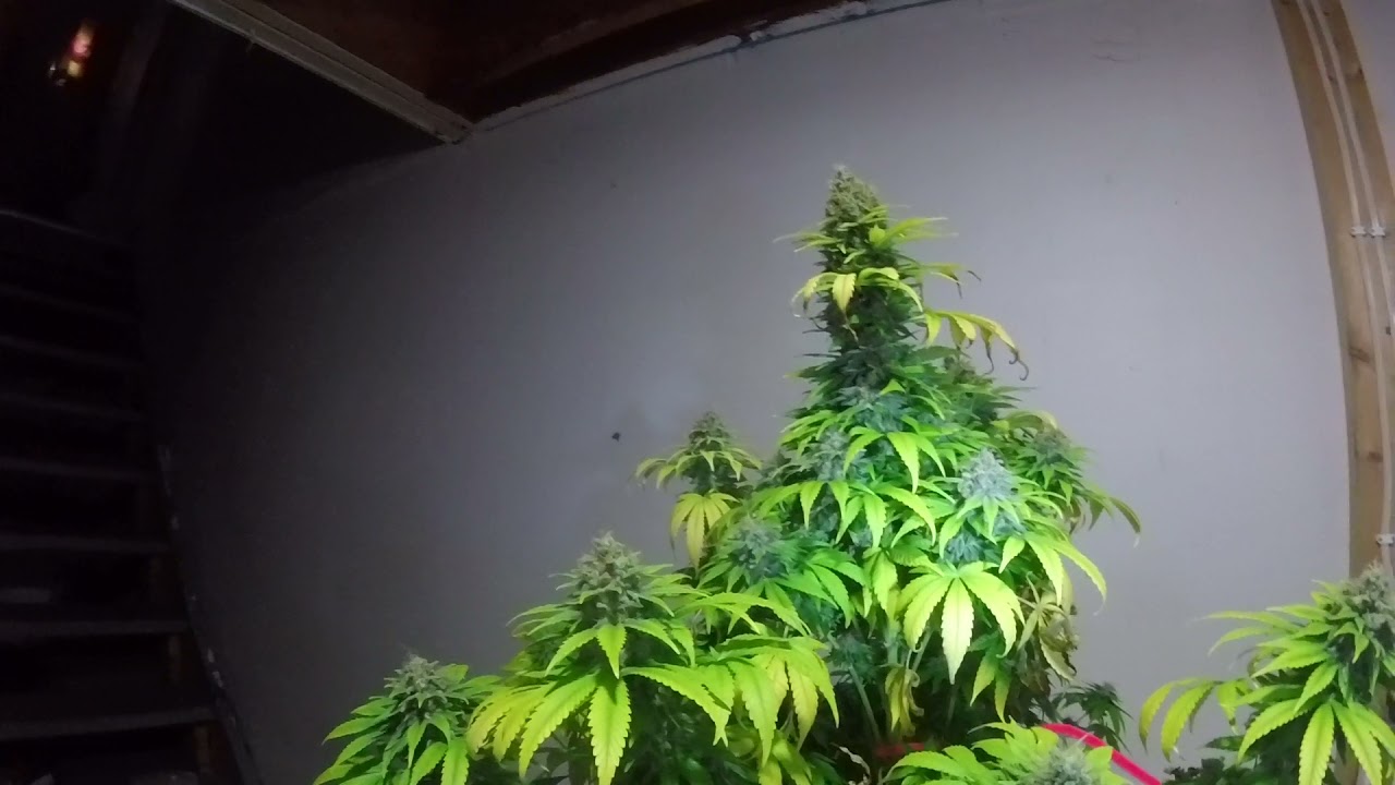 Destiny grow system 4 plant 5 step grow system whitewidow.rocks