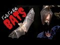 All About Bats