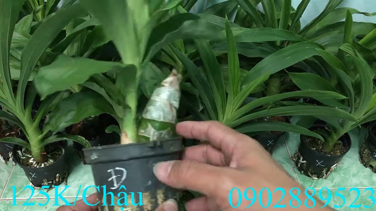 Bán Lan Thiên Nga Giống LH Zalo 0902889523! 8/2