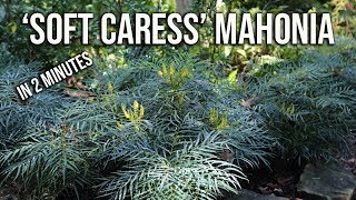 ‘Soft Caress’ Mahonia in 2 Minutes  Flowering Shade Evergreen