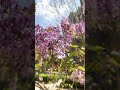 Lilac shine #healing #nature #relaxingjourneys #spring #flowers