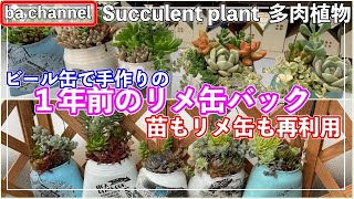 332{多肉植物} 1年前に作ったリメ缶バック🔒多肉もリメ缶も再利用
