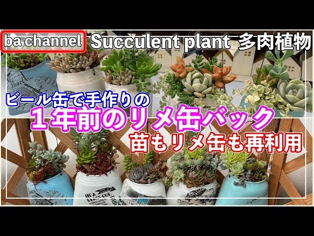 NO.881BK リメ缶 225{多肉植物} リメ缶バッグ👜作ってみた