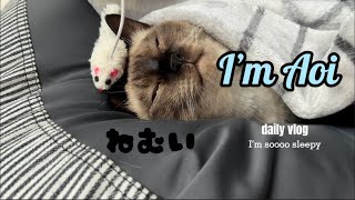 【シャム猫】寒い日、猫をダメにするクッション🐈 by シャム猫あおい 313 views 7 months ago 4 minutes, 42 seconds