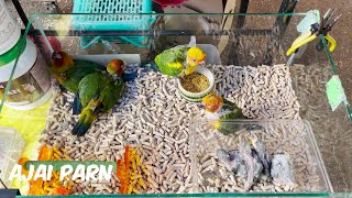 ตลาดสัตว์เลี้ยงจตุจักร | ตลาดนกจตุจักร | วันจันทร์ บ่ายโมง บรรยากาศล่าสุด อัปเดตราคานก เจ๊เล็กขายนก