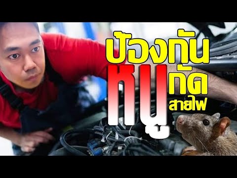 9 วิธี เทคนิคไล่ หรือป้องกันหนูกัดสายไฟในห้องเครื่อง รถยนต์ หมดปัญหากวนใจ | CassyBank