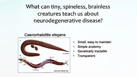 Genes and the Brain: From Worms to People