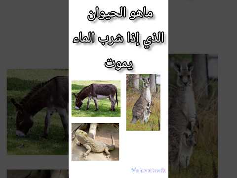 ماهو الحيوان الذي إذا شرب الماء يموت