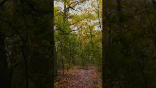 Most relaxing ASMR = Rain Walk