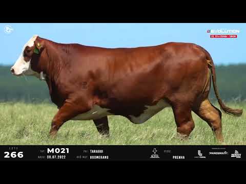 LOTE 266   TAT M021 F Braford