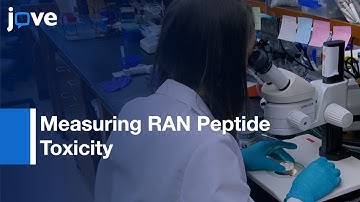 Measuring RAN Peptide Toxicity In C. elegans l Protocol Preview