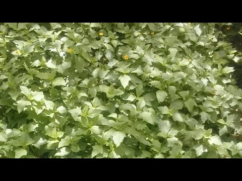 قصيده ايوه بغير لهشام الجخ لاكن بطريقه مختلفه