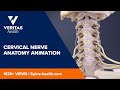 Cervical Nerve Anatomy Animation