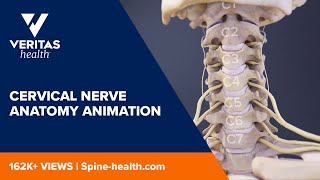 Cervical Nerve Anatomy Animation