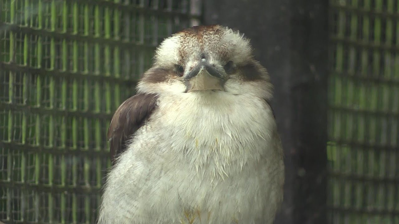 ワライカワセミの鳴き声をまねてみた Trying To Imitate How The Kookaburra Laughs Youtube ワライカワセミの鳴き声をまねてみた Trying To Imitate How The Kookaburra Laughs Youtube