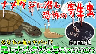 【恐怖】人間をも死に追いやる恐怖の寄生虫がナメクジに潜んでいる！？亀にナメクジを与えて良いのか？悪いのか？【寄生虫】