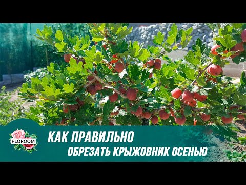 Когда и как правильно обрезать крыжовник осенью