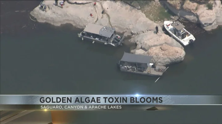 Golden algae toxin blooms are killing fish at the Salt River chain lakes