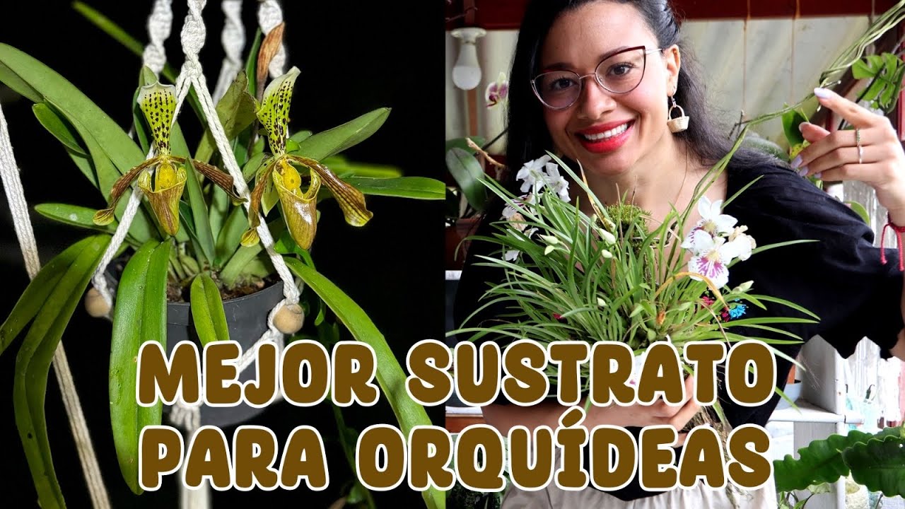 Mejor sustrato para cualquier orquídea y cómo cuidarlas para que saquen flores │Candy Bu