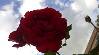 Luna Rose Flower #World_At_TV #BoriWood_Films #World_African_Time #AnyDay_Podcast #David_Kucha