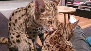 Savannah Cats - beautiful sweet pets