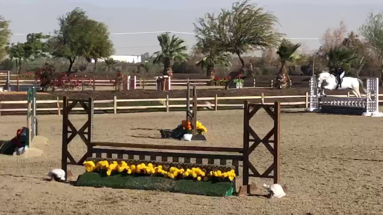 Eq/Hunter Horse For Sale YouTube