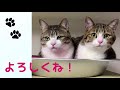【はじめまして】すずめとうなぎのYouTube【捨て猫/保健所猫】vol.1