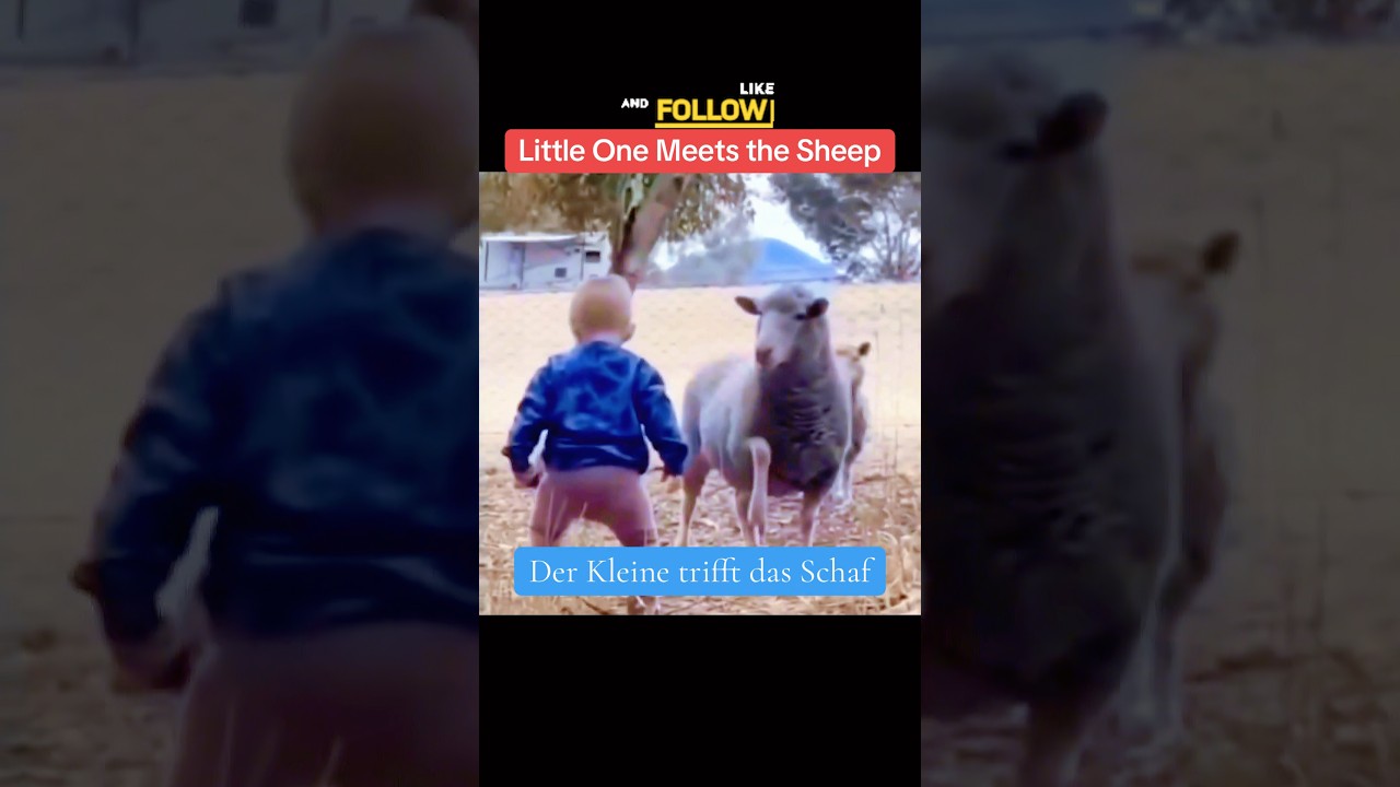 Little One Meers the Sheep🐏🐑