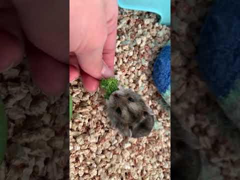 Интересные факты о хомяках💗￼