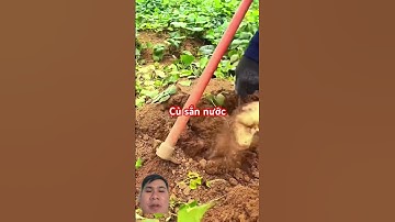 Cách thu hoạch củ sắn nước của người trung quốc #farming