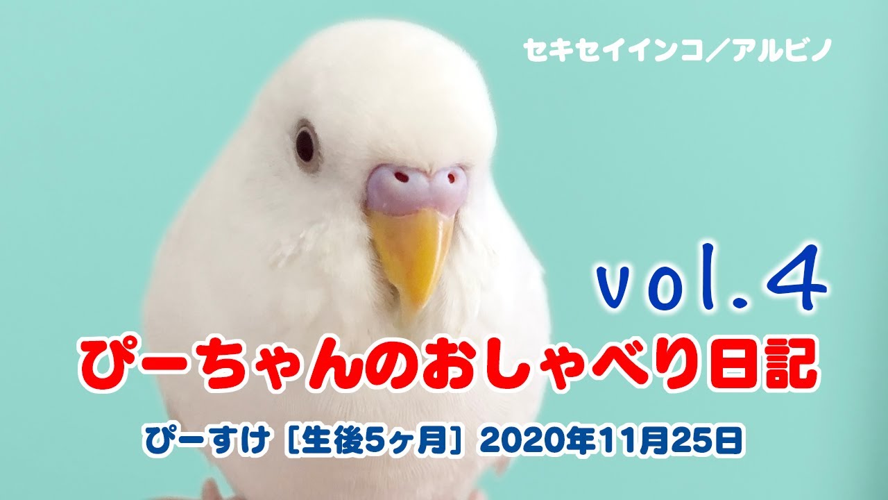 ぴーちゃんのおしゃべり日記 Vol 4 やればできる リベンジ篇 生後5ヶ月 セキセイインコ Youtube