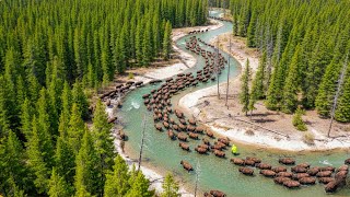 Europe Reintroduced Hundreds Of Bison Into Dying Forests – Incredible Results After 10 Years