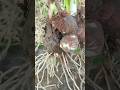 Arum roots organic farming 🧺 #bestfarming #nature Mp3 Song