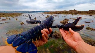 Massive Lobsters All Over ! Amazing Foraging Trip ! Catch N Cook !