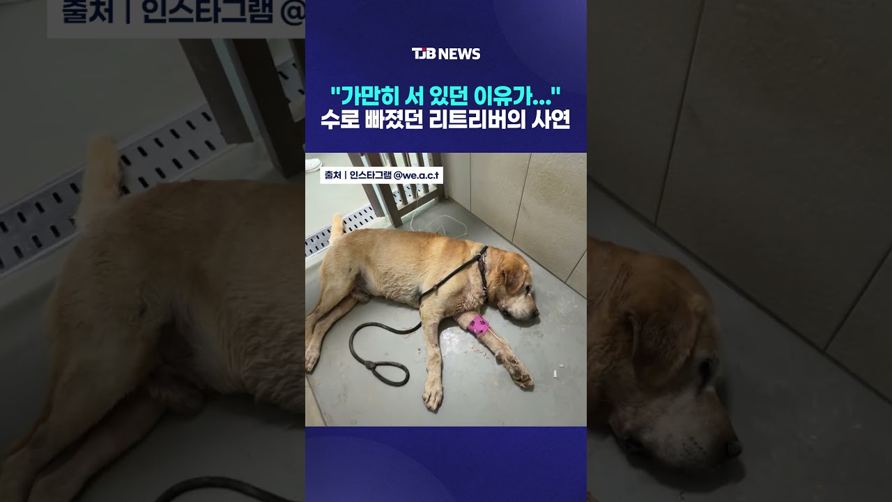"가만히 서 있던 이유가…" 수로 빠졌던 리트리버의 사연｜ TJB 대전·세종·충남뉴스